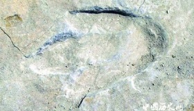 遗迹化石的特征 遗迹化石有什么研究价值