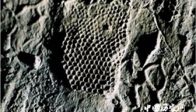 遗迹化石的认定历程 遗迹化石习性分类有哪些