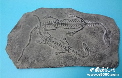 化石的形成条件_典型的化石_中国历史网