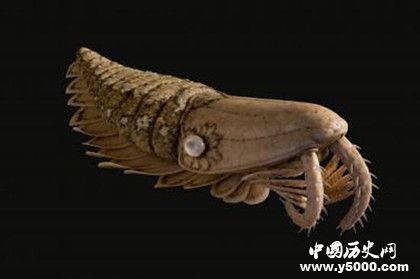 奇虾的形状特征_奇虾称霸寒武纪的原因_中国历史网