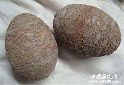 恐龙蛋的形态结构_恐龙蛋产下的过程_中国历史网