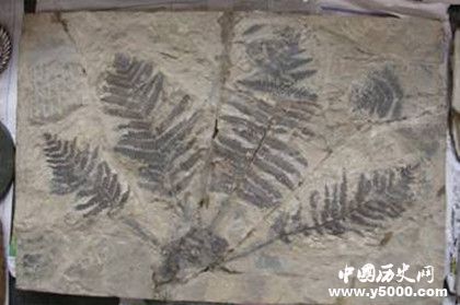 实体化石的形成原因_实体化石“化石化作用”的过程_中国历史网