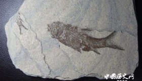 实体化石“化石化作用“的过程 实体化石如何形成的