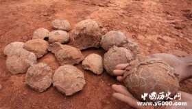 恐龙蛋化石的类型 恐龙蛋化石的科研价值有哪些
