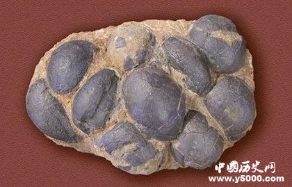 什么是化石_化石有哪些分类_中国历史网