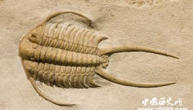 化石的形成条件 典型的化石有哪些