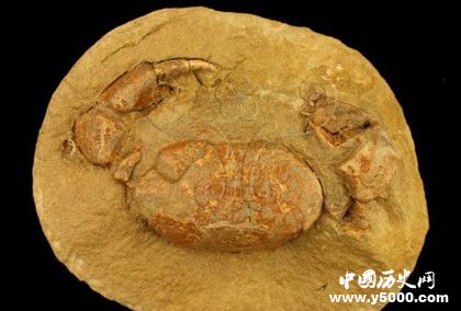 化石的形成条件_典型的化石_中国历史网
