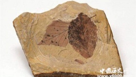 遗迹化石分类的方式 遗迹化石有哪些特性