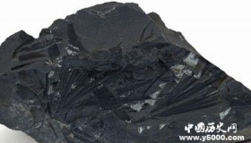 化学化石的特征 化学化石有哪些研究意义