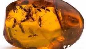 琥珀的种类介绍 如何鉴别琥珀