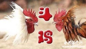 斗鸡的起源 斗鸡有哪些相关故事