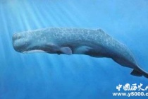 为什么死掉了的鲸鱼会在一段时间后爆炸