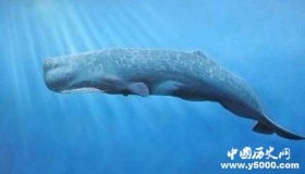 为什么死掉了的鲸鱼会在一段时间后爆炸