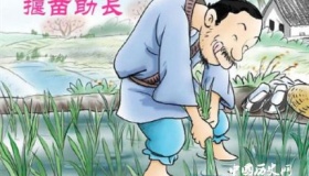揠苗助长的故事及寓意
