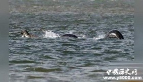 尼斯湖水怪可能真的存在