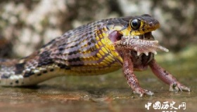 蛇头小却能吞下很大的东西是为什么