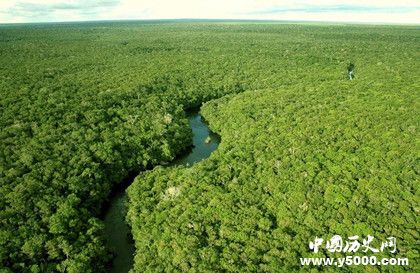 地球之肺——森林的具有哪些价值