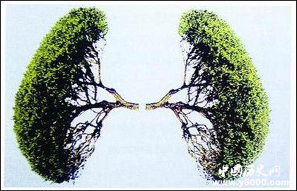 地球之肺——森林被破坏的后果 怎样保护地球之肺