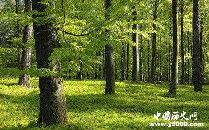 地球之肺——森林的具有哪些价值