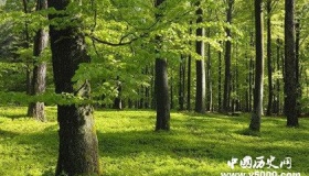 地球之肺——森林的具有哪些价值