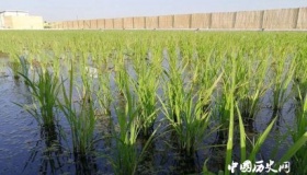 新疆沙漠盐碱土地开始试种海水稻
