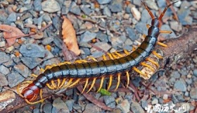 五毒是哪五毒 端午为什么要驱五毒