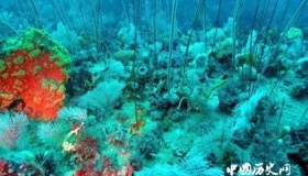 影响珊瑚礁形成的因素 珊瑚礁有哪些作用