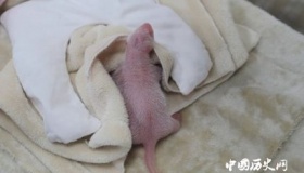 2019年全球首只圈养大熊猫幼仔平安出生