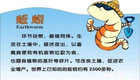 蚯蚓生存什么样的环境下 蚯蚓的作用价值体现在哪里