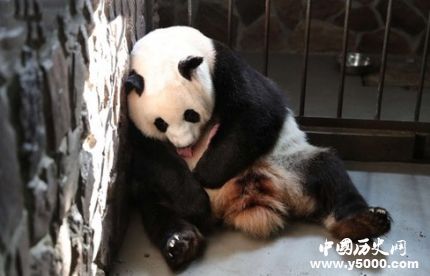 圈养大熊猫出生_2019年首只圈养大熊猫出生