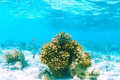 珊瑚礁形成的条件_珊瑚礁的作用_中国历史网