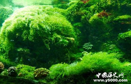 海洋植物的分类_海洋植物的作用_中国历史网