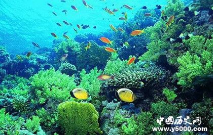 海洋植物的分类_海洋植物的作用_中国历史网