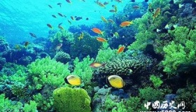 海洋中的生产者：海洋植物有哪些价值