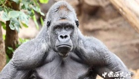 你知道大猩猩生活的习性是怎样的吗