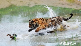 “森林之王”东北虎有着怎样的的特点