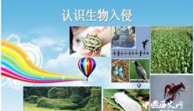应对生物入侵的危害我们可以采取哪些防治措施