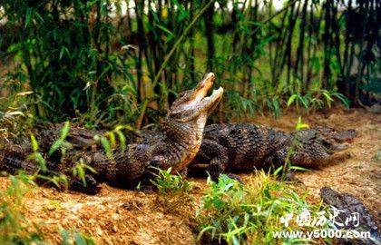 扬子鳄的生存现状_扬子鳄的保护措施_中国历史网