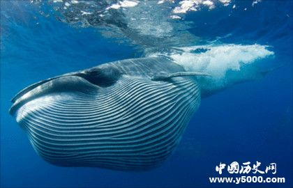 蓝鲸的生存现状_蓝鲸的保护措施_中国历史网