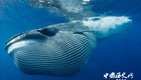 蓝鲸的生存面临着怎样的危机