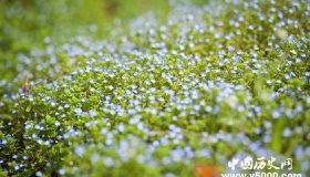 形态介于水与雹之间的霰是如何形成的