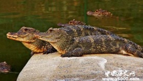 “活化石”扬子鳄正面临着怎样的生存危机