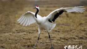 丹顶鹤具有怎样的形态特征与生活习性