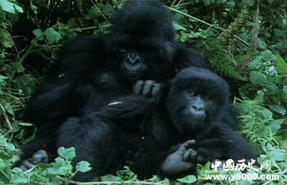 你知道大猩猩生活的习性是怎样的吗