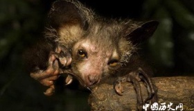 指猴被称为“马达加斯加的幽灵”的原因是什么