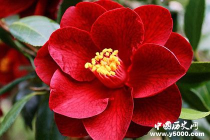 四大名花是哪四大_四大名花有什么寓意_中国历史网
