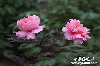 四大名花是哪四大_四大名花有什么寓意_中国历史网