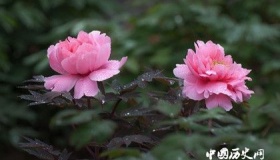 中国四大名花是哪四种