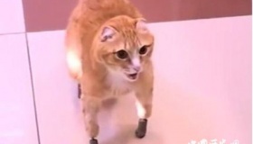 世界首例四只仿生爪猫咪诞生