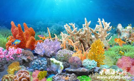 珊瑚礁怎么形成的_珊瑚礁的形成条件